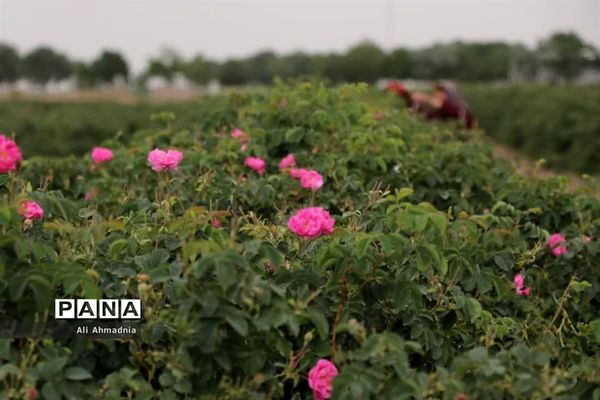 برداشت گل محمدی از مزارع شهرستان جعفرآباد قم