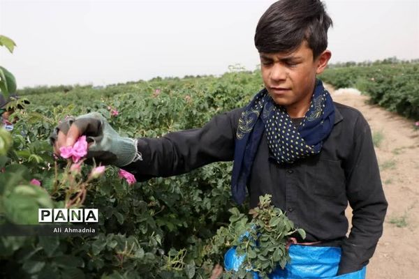 برداشت گل محمدی از مزارع شهرستان جعفرآباد قم