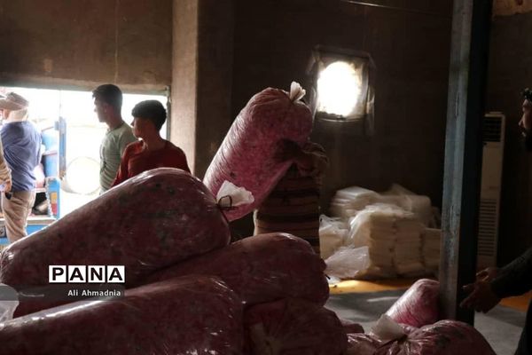 برداشت گل محمدی از مزارع شهرستان جعفرآباد قم