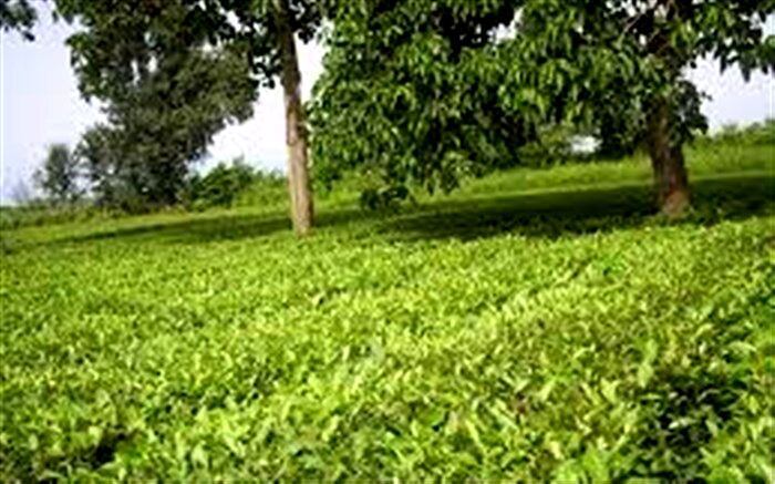 بیش از ۱۴ هزار تن برگ سبز چای از چایکاران کشور خریداری شد