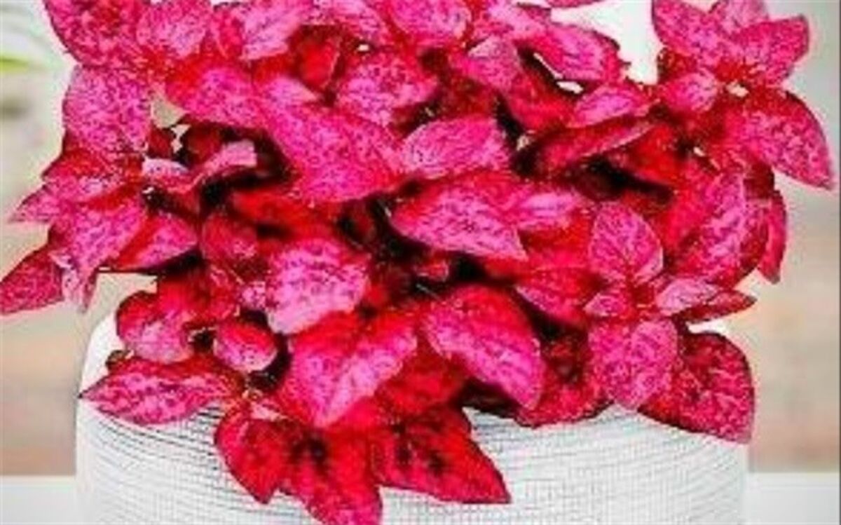 روش نگهداری گیاه هیپوستس یا گل سنگ خال صورتی