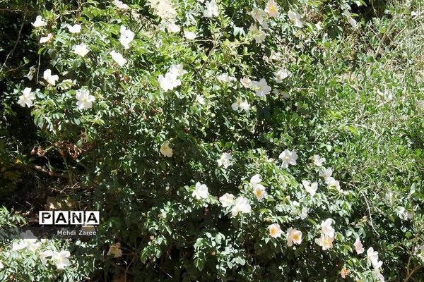 جلوه‌های طبیعت چیکان