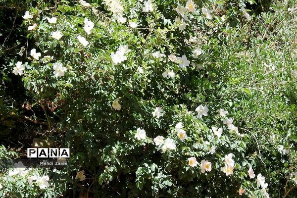 جلوه‌های طبیعت چیکان