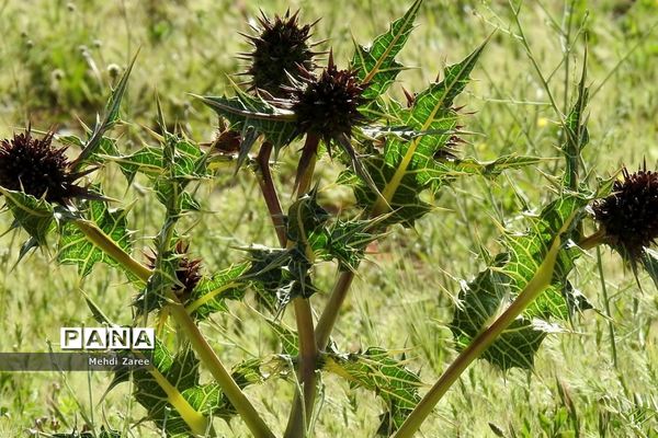 جلوه‌های طبیعت چیکان