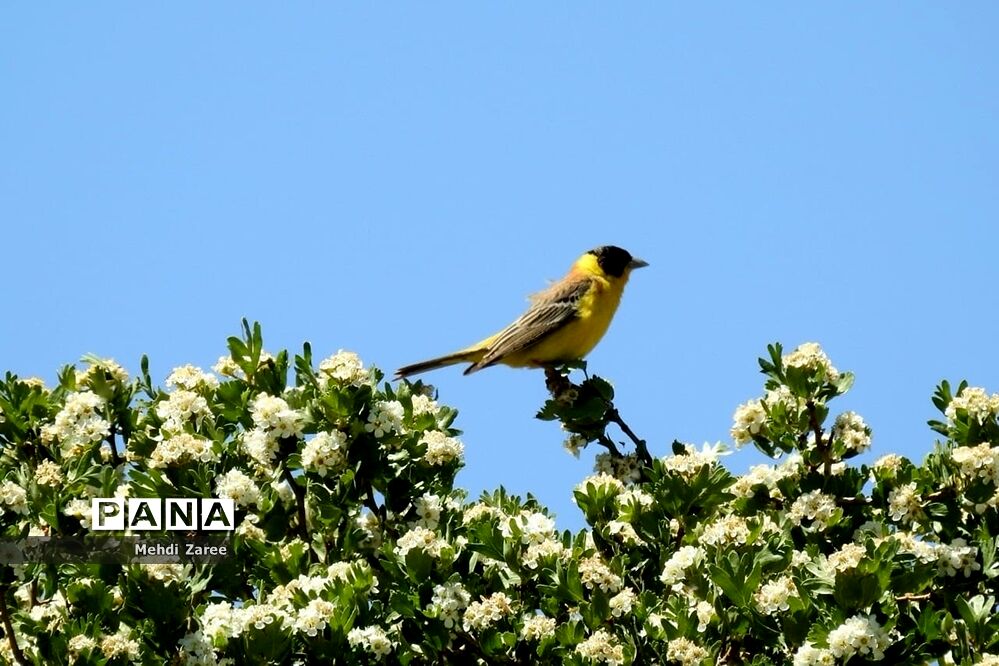 جلوه‌های طبیعت چیکان