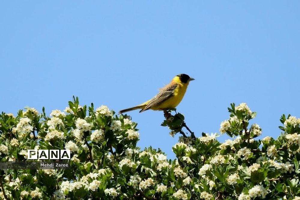 جلوه‌های طبیعت چیکان