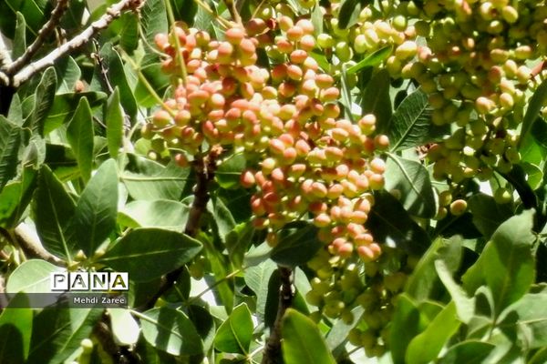 جلوه‌های طبیعت چیکان