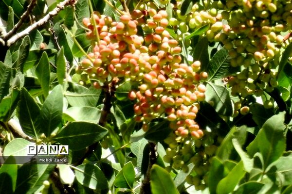 جلوه‌های طبیعت چیکان