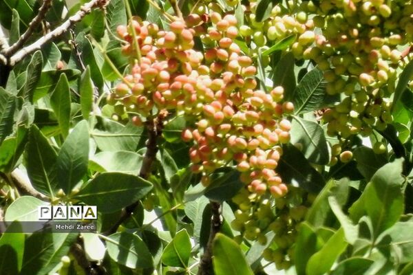 جلوه‌های طبیعت چیکان