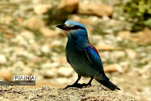 جلوه‌های طبیعت چیکان