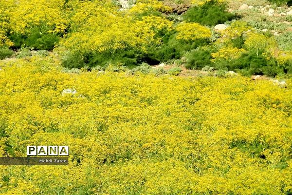 جلوه‌های طبیعت چیکان