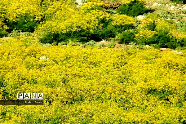 جلوه‌های طبیعت چیکان