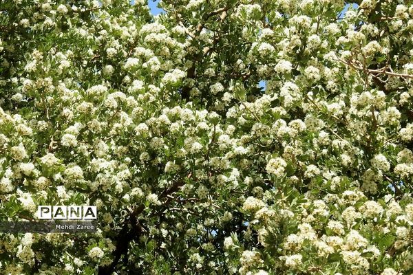 جلوه‌های طبیعت چیکان