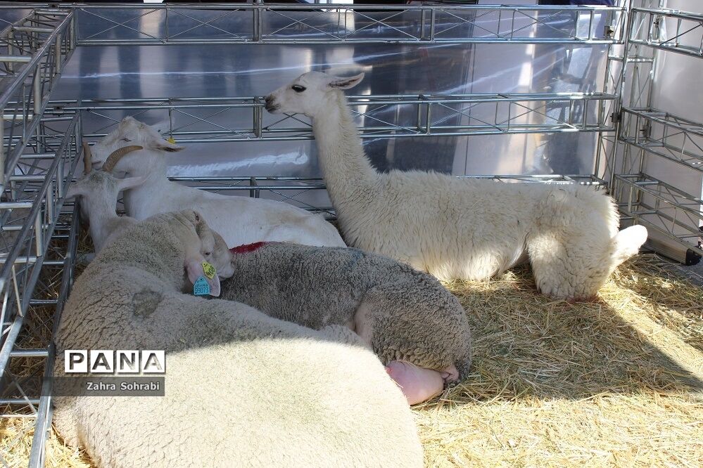 حذف ارز ترجیحی هیچ تأثیری بر قیمت واکسن‌ و داروی دامپزشکی ندارد