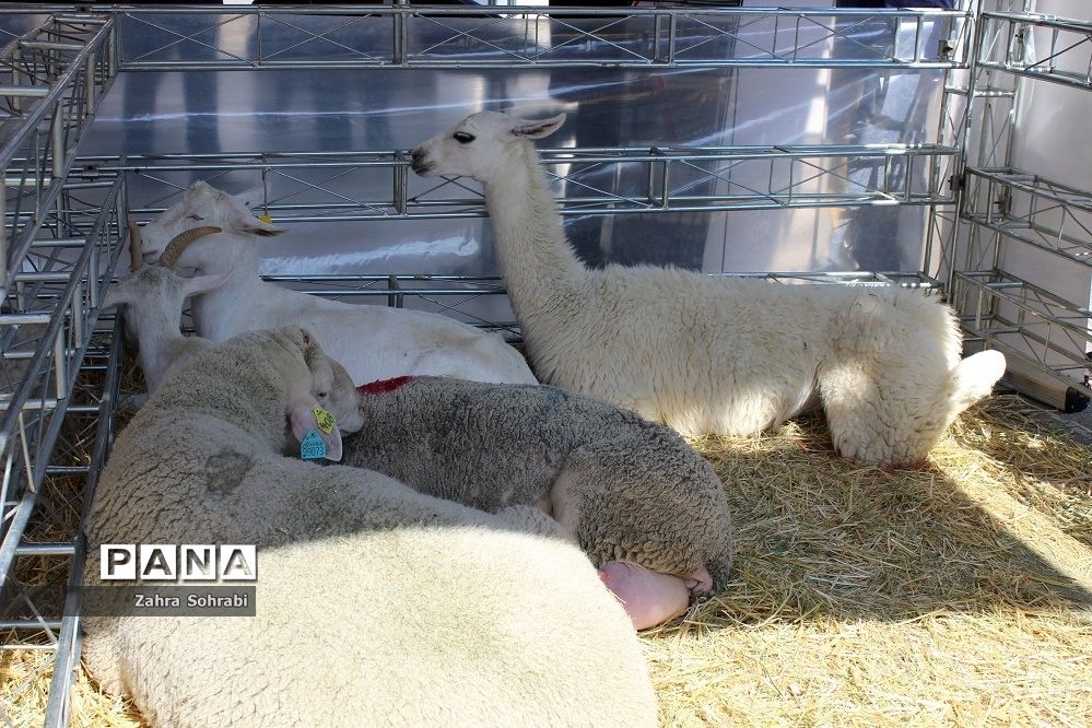 حذف ارز ترجیحی هیچ تأثیری بر قیمت واکسن‌ و داروی دامپزشکی ندارد