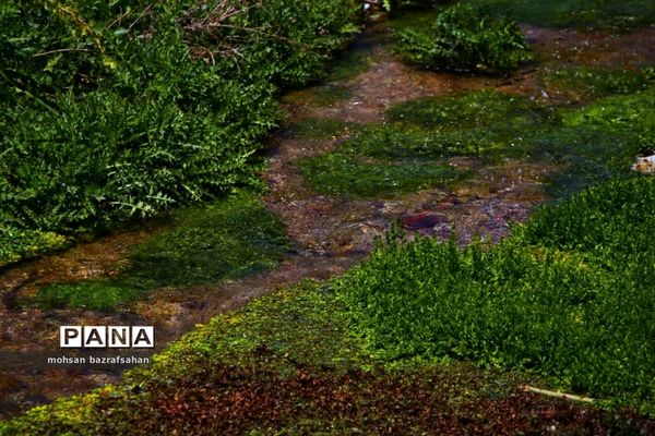 طبیعت بهاری آبگرم قزوین