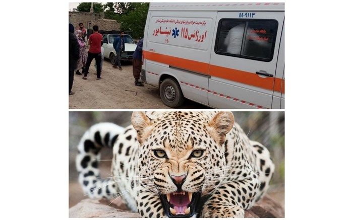 ‌مردی در کوه‌های ماروسک نیشابور مورد حمله پلنگ قرار گرفت