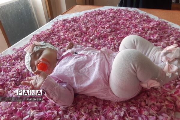 کاشان پایتخت گل و گلاب