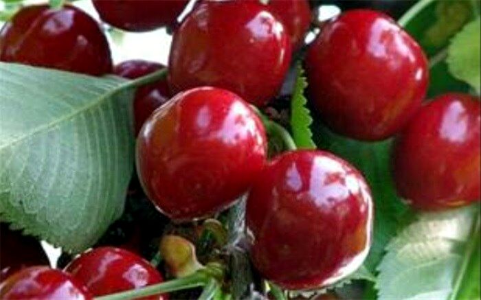 این میوه ذهن شما را آرام می‌کند