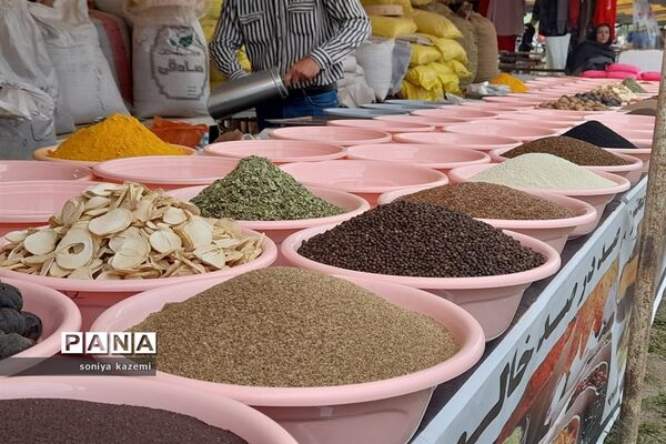 جشنواره ملی گل محمدی در دودانگه مازندران