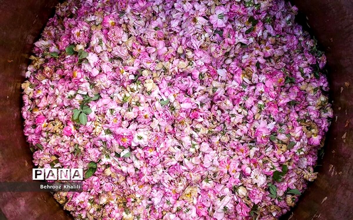جشنواره ملی گل‌محمدی در دودانگه ساری
