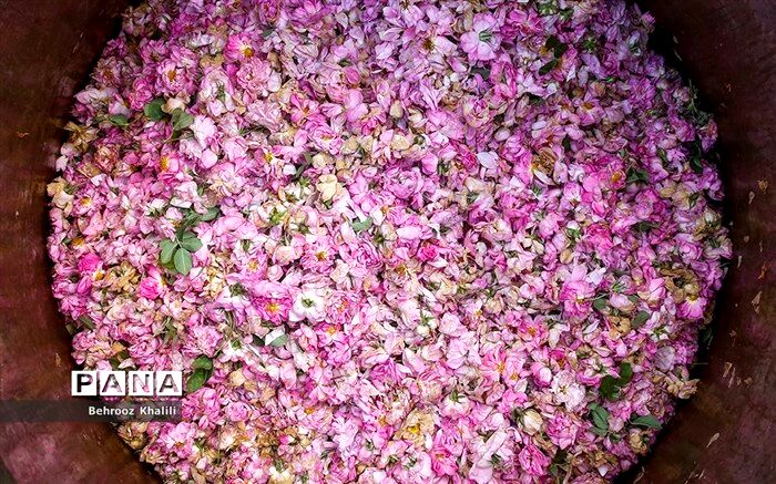 جشنواره ملی گل‌محمدی در دودانگه ساری