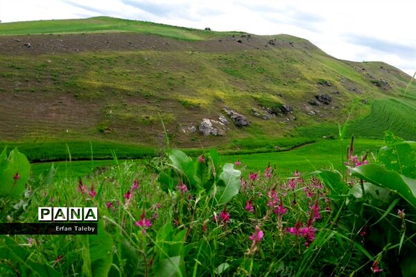 طبیعت زیبای بهاری روستای قیه باشی بزرگ شهرستان کلیبر