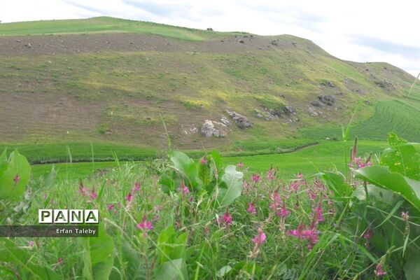 طبیعت زیبای بهاری روستای قیه باشی بزرگ شهرستان کلیبر