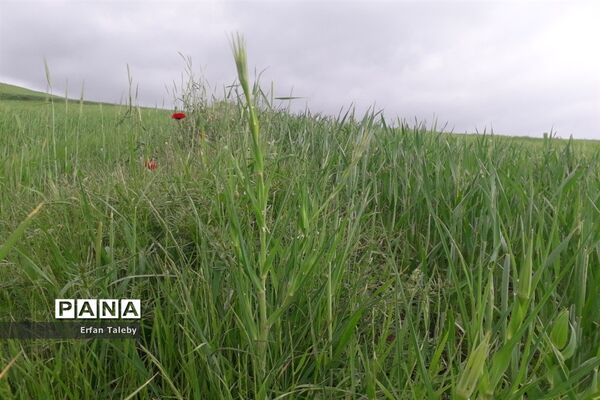 طبیعت زیبای بهاری روستای قیه باشی بزرگ شهرستان کلیبر