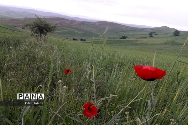 طبیعت زیبای بهاری روستای قیه باشی بزرگ شهرستان کلیبر