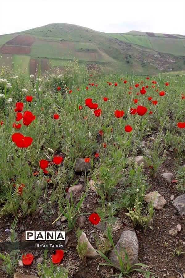 طبیعت زیبای بهاری روستای قیه باشی بزرگ شهرستان کلیبر