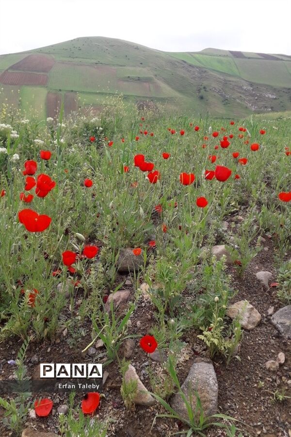 طبیعت زیبای بهاری روستای قیه باشی بزرگ شهرستان کلیبر