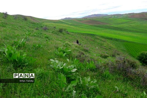 طبیعت زیبای بهاری روستای قیه باشی بزرگ شهرستان کلیبر