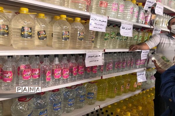 برگزاری مراسم گلاب گیری در کاشان