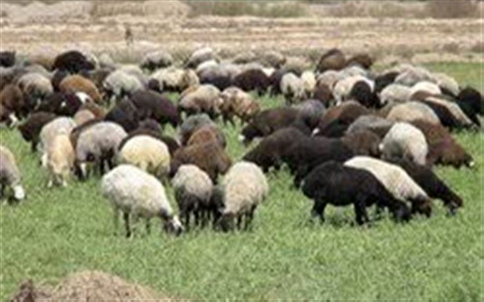 صدور دامدار کارت جدید