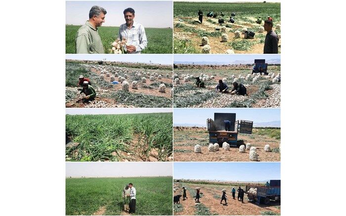 آغاز برداشت پیاز از ۳۰۰ هکتار مزارع شهرستان اردستان