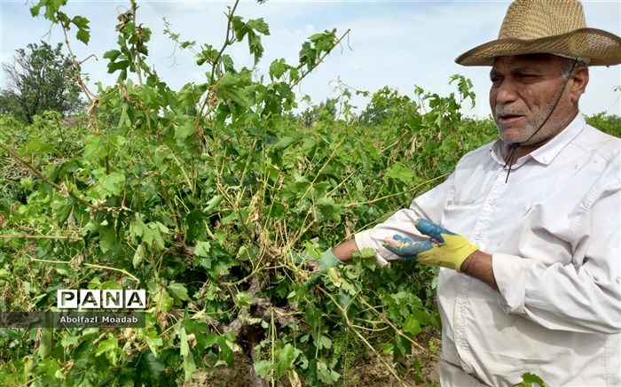 بیش از ۸۵ درصد منابع آبی کشور در حوزه کشاورزی مصرف می‌شود