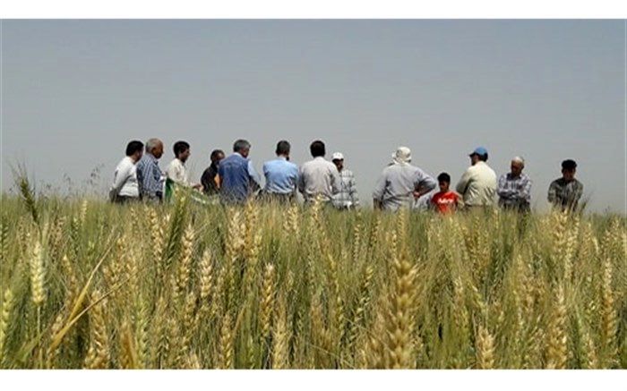 برگزاری روز مزرعه انتخاب مشارکتی ارقام گندم در نیشابور