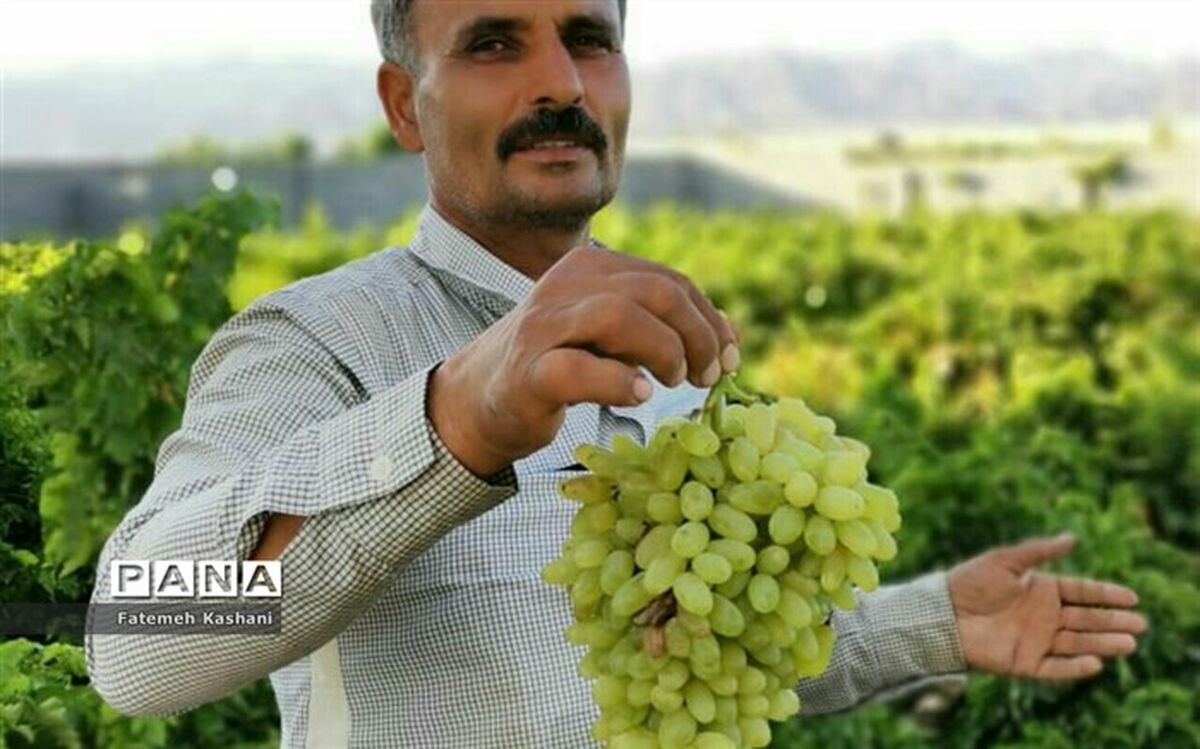 پوشش بیمه روستایی چه میزان افزایش یافت؟