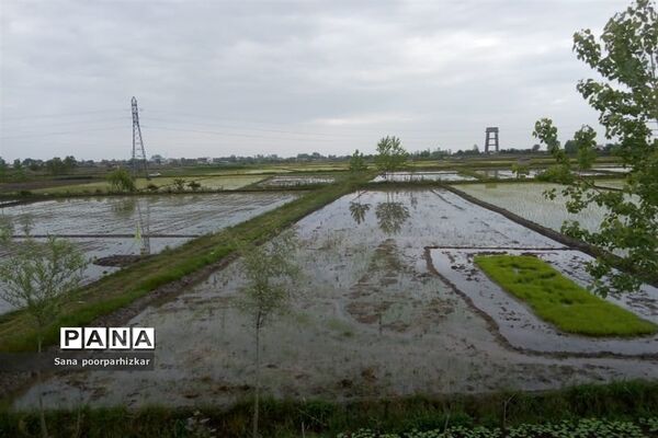 کشت برنج در شالیزارهای گیلان