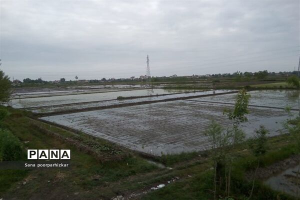 کشت برنج در شالیزارهای گیلان