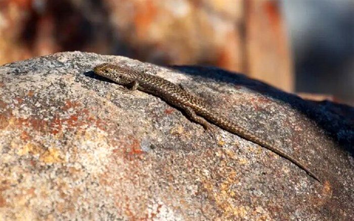 این مارمولک می‌تواند جنسیت خود را تغییر دهد!