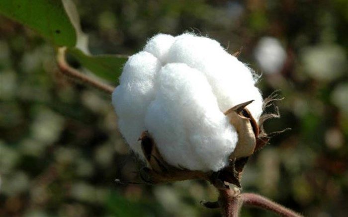 تا سال ۱۴۰۳ در تولید پنبه خوداتکا می‌شویم