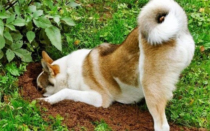 سگ‌ها دنیا را چگونه می‌بینند؟