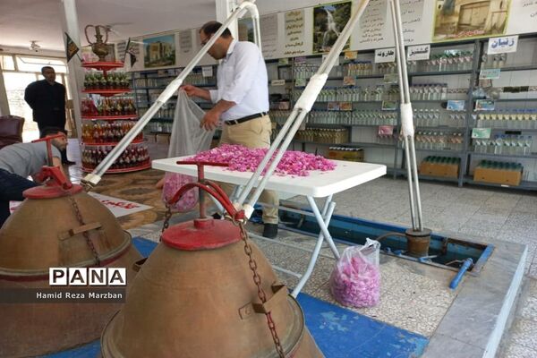 گلابگیری درمنطقه نیاسرشهرستان کاشان