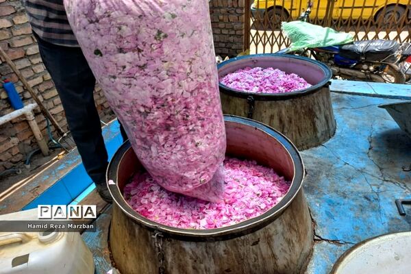 گلابگیری درمنطقه نیاسرشهرستان کاشان