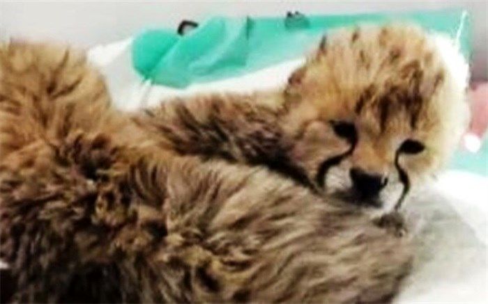 آخرین وضعیت سومین توله «ایران»