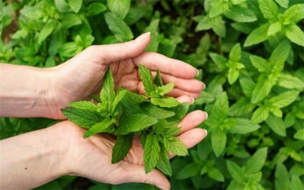 عرق پونه چه خواصی دارد؟