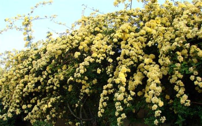 نگهداری و پرورش گل رز آبشار طلایی