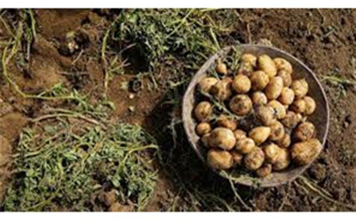 شروع برداشت سیب‌زمینی توسط کشاورزان قهدریجانی